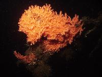 Fan Coral @ 200 feet