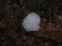 Giant White Dorid