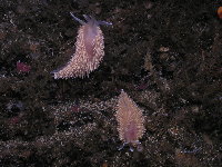 Pearly Nudibranch