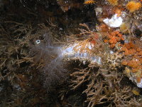 White Sea Cucumbe